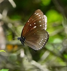 Euploea midamus