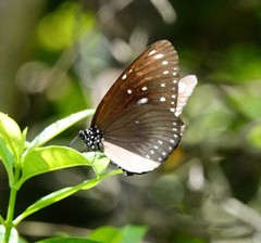 Euploea midamus
