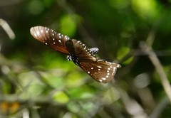 Euploea midamus