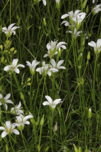 Minuartia austriaca
