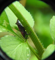 Rhodobaenus sanguineus