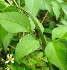 Rhodobaenus sanguineus