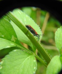 Rhodobaenus sanguineus