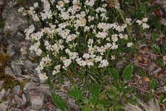 Asperula neilreichii