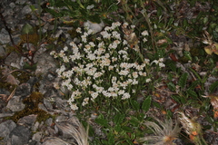 Asperula neilreichii