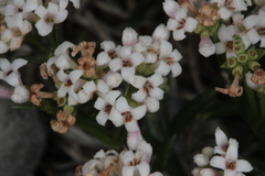 Asperula neilreichii
