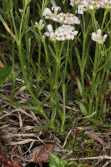 Asperula neilreichii