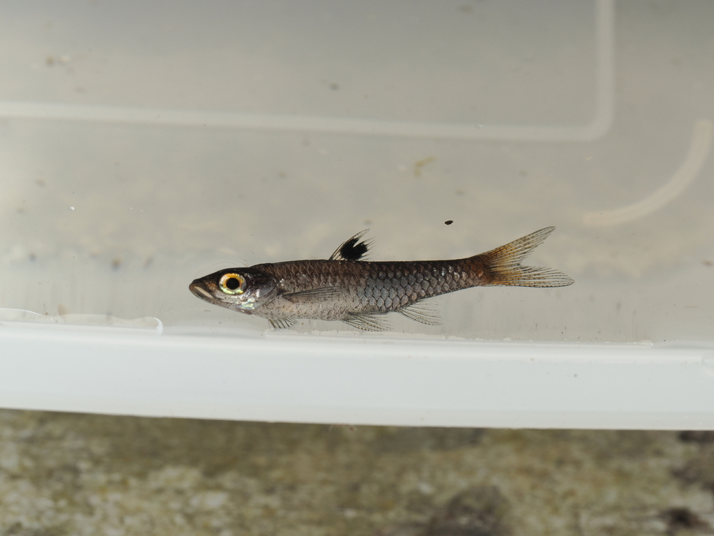 Brevibora exilis