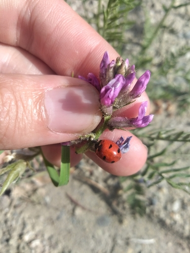 Transverse Lady Beetle photo 3