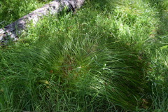 Juncus hesperius
