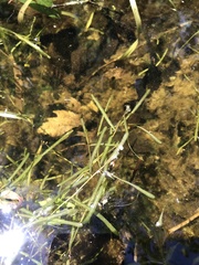 Potamogeton obtusifolius