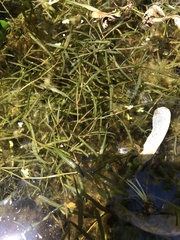 Potamogeton obtusifolius