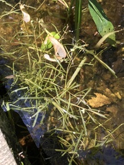Potamogeton obtusifolius