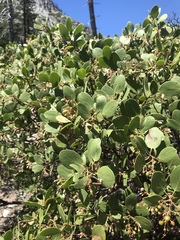 Arctostaphylos patula