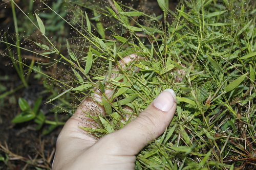 Image of Dichanthelium wrightianum by (c) Alex Karasoulos, some rights reserved (CC BY)