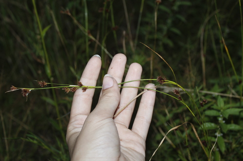 Image of Rhynchospora capitellata by (c) Alex Karasoulos, some rights reserved (CC BY)