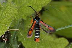 Pyropteron chrysidiforme
