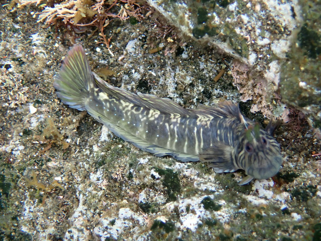 Tanega rockskipper (Praealticus tanegasimae) — Blenniidae
