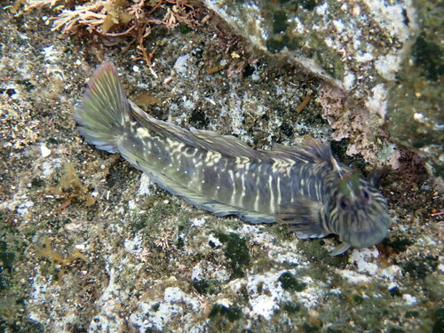 Tanega rockskipper (Praealticus tanegasimae) — Blenniidae