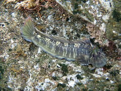 Whitefinned Blenny photo 1