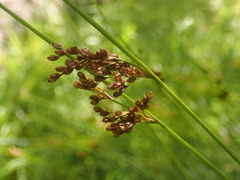 Juncus hesperius