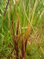 Juncus hesperius