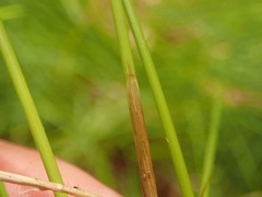 Juncus hesperius
