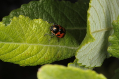 Cryptocephalus quinquepunctatus