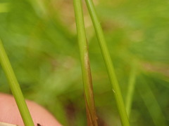 Juncus hesperius