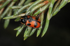 Cryptocephalus quinquepunctatus