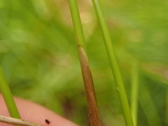 Juncus hesperius