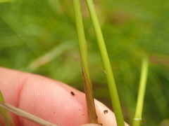 Juncus hesperius