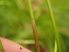Juncus hesperius