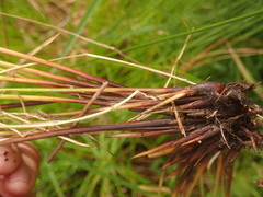 Juncus hesperius