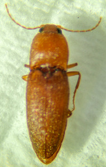Horistonotus simplex