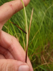 Juncus hesperius