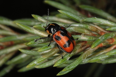 Cryptocephalus quinquepunctatus