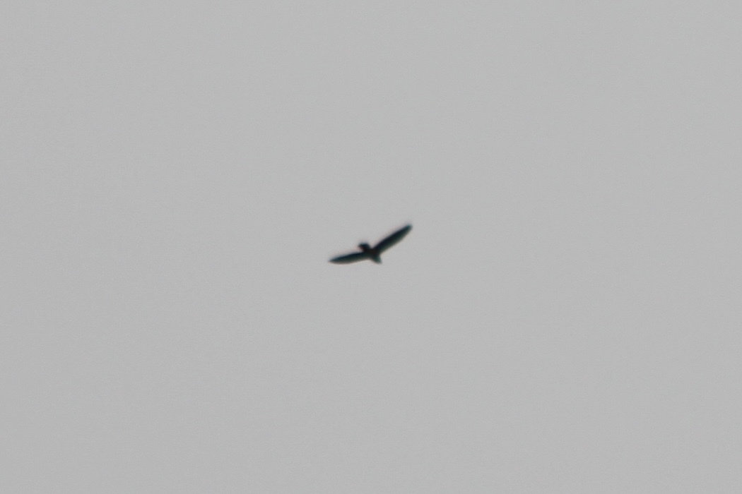 Reunion Harrier (Circus maillardi), photo 8