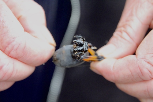 Redleg Orbweaver