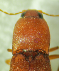 Horistonotus simplex