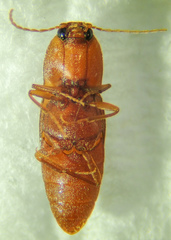 Horistonotus simplex