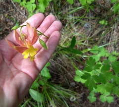 Aquilegia formosa
