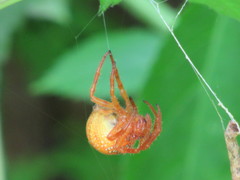 Araneus iviei
