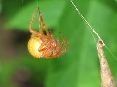 Araneus iviei