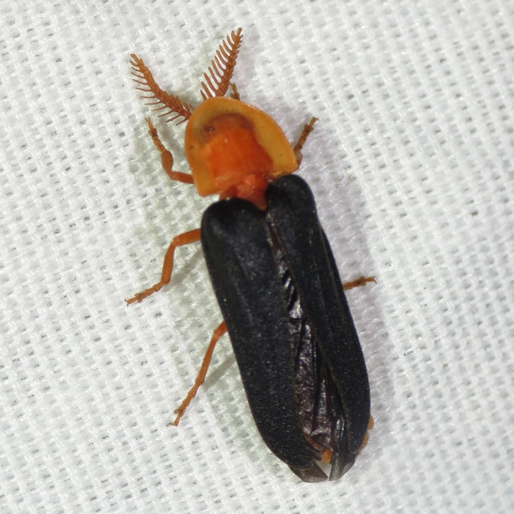Pleotomus nigripennis