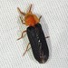 Pleotomus nigripennis - Photo (c) C. Mallory, some rights reserved (CC BY-NC), uploaded by C. Mallory