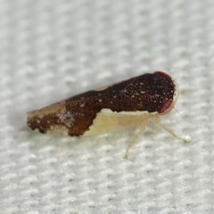 Norvellina pulchella
