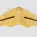 Tetracis crocallata - Photo (c) nolieschneider,  זכויות יוצרים חלקיות (CC BY-NC), הועלה על ידי nolieschneider