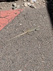 Aspidoscelis neotesselatus