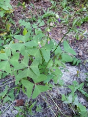 Oxalis latifolia image